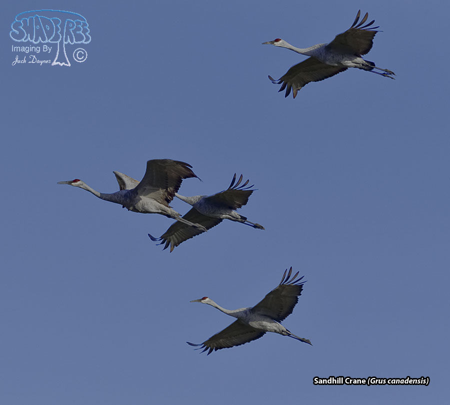 Sandhill Crane - Antigone canadensis