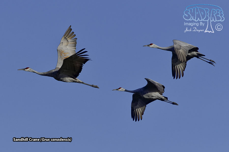 Sandhill Crane - Grus canadensis