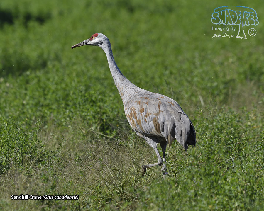 Sandhill Crane - Antigone canadensis