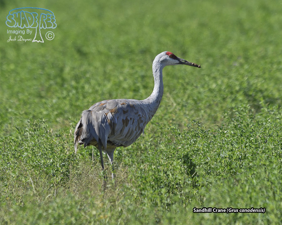 Sandhill Crane - Antigone canadensis