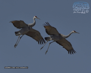 2019-10-13 Cibola NWR