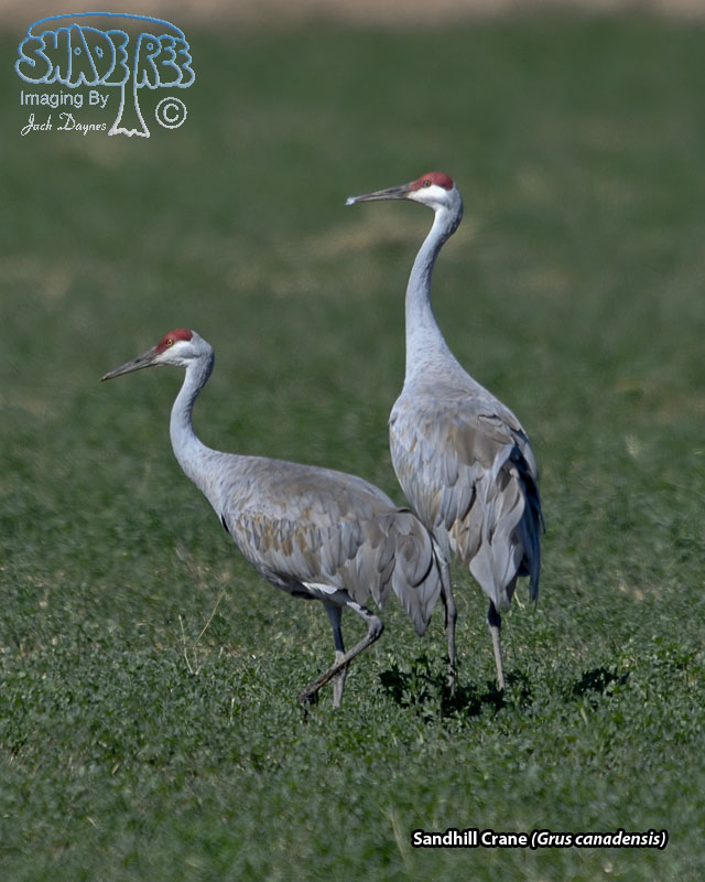 Sandhill Crane - Antigone canadensis