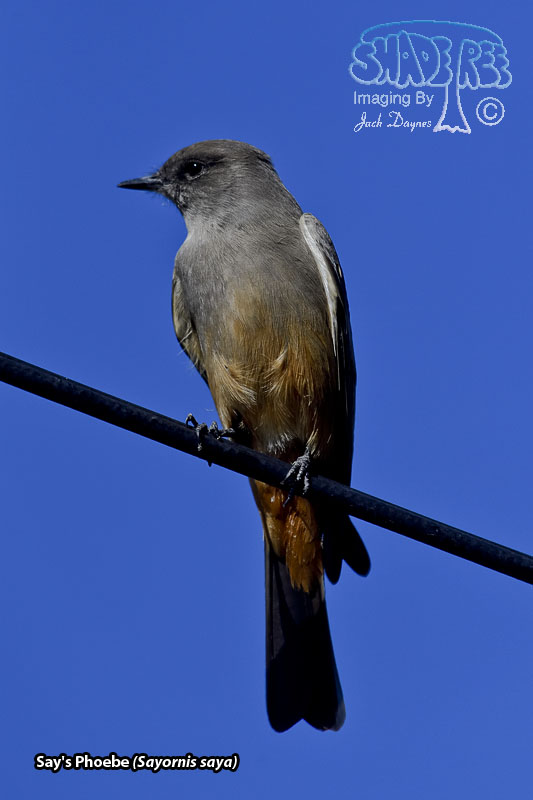 Say's Phoebe - Sayornis saya
