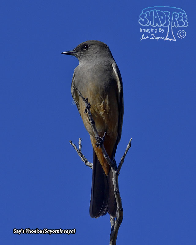 Say's Phoebe - Sayornis saya
