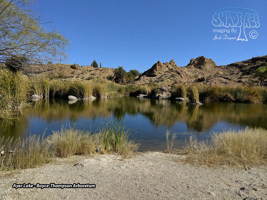 Boyce-Thompson Arboretum - Scenery
