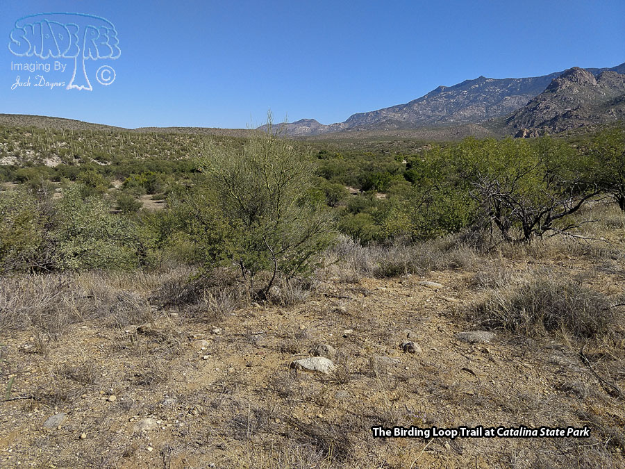 Catalina State Park - Scenery