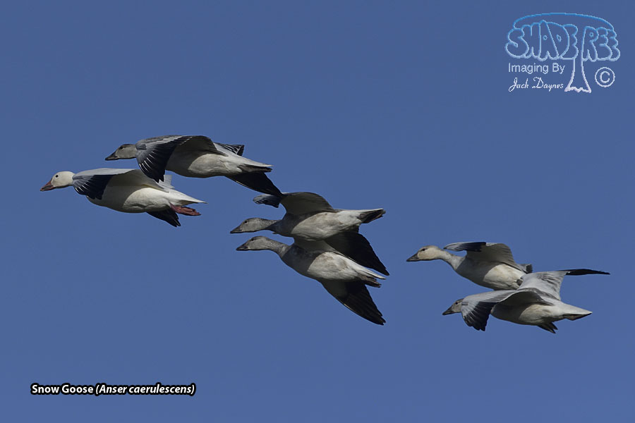 Snow Goose - Anser caerulescens
