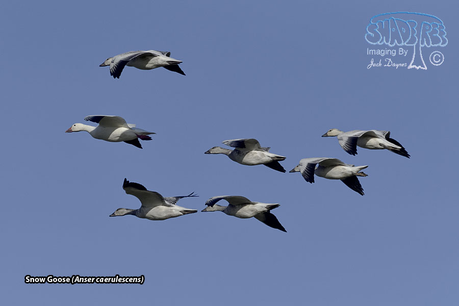 Snow Goose - Anser caerulescens