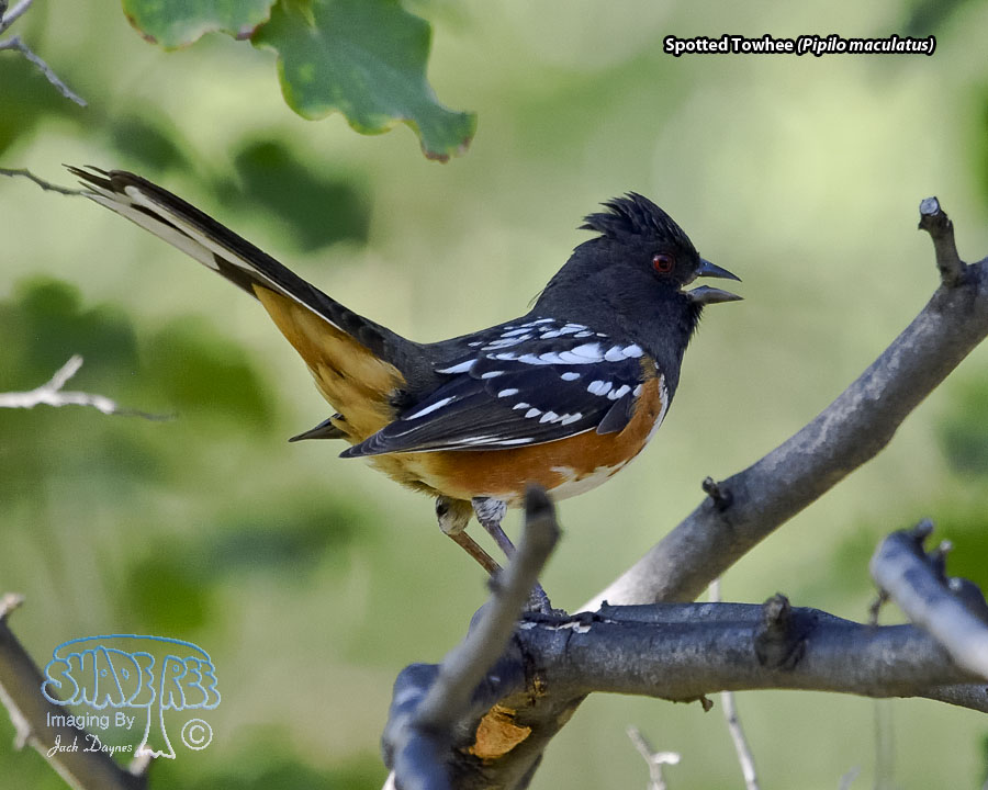 Spotted Towhee - Pipilo maculatus