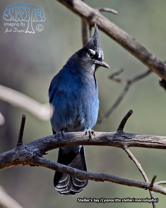Steller's Jay - Cyanocitta stelleri