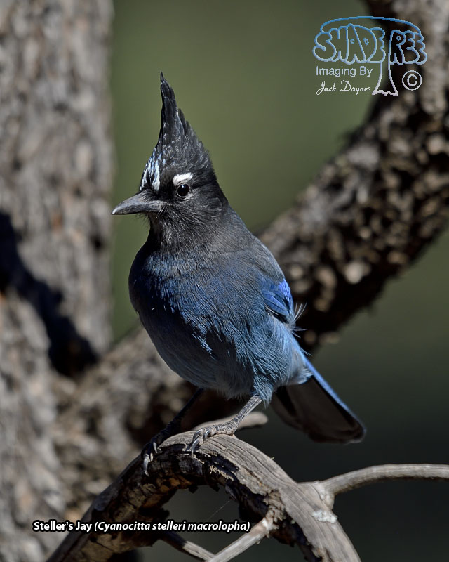 Steller's Jay - Cyanocitta stelleri