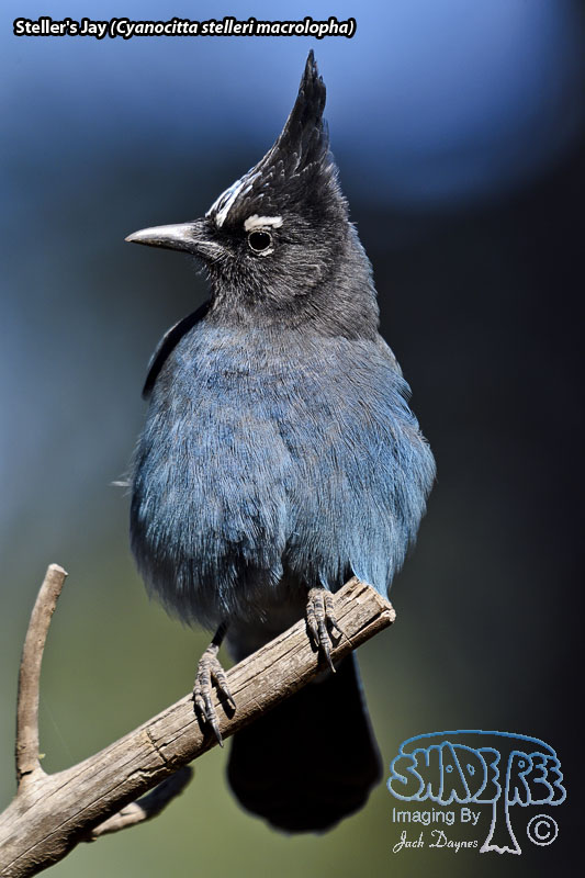 Steller's Jay - Cyanocitta stelleri