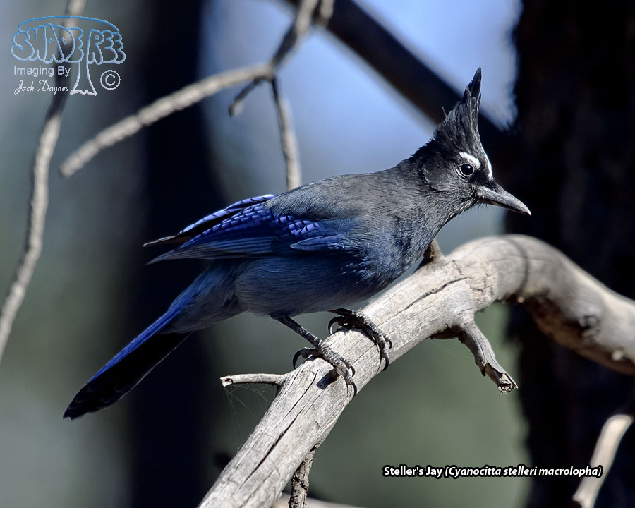 Steller's Jay - Cyanocitta stelleri