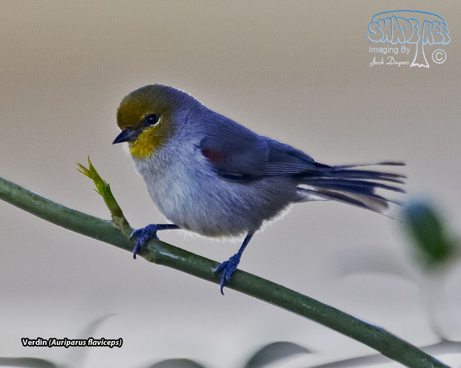 Verdin - Auriparus flaviceps