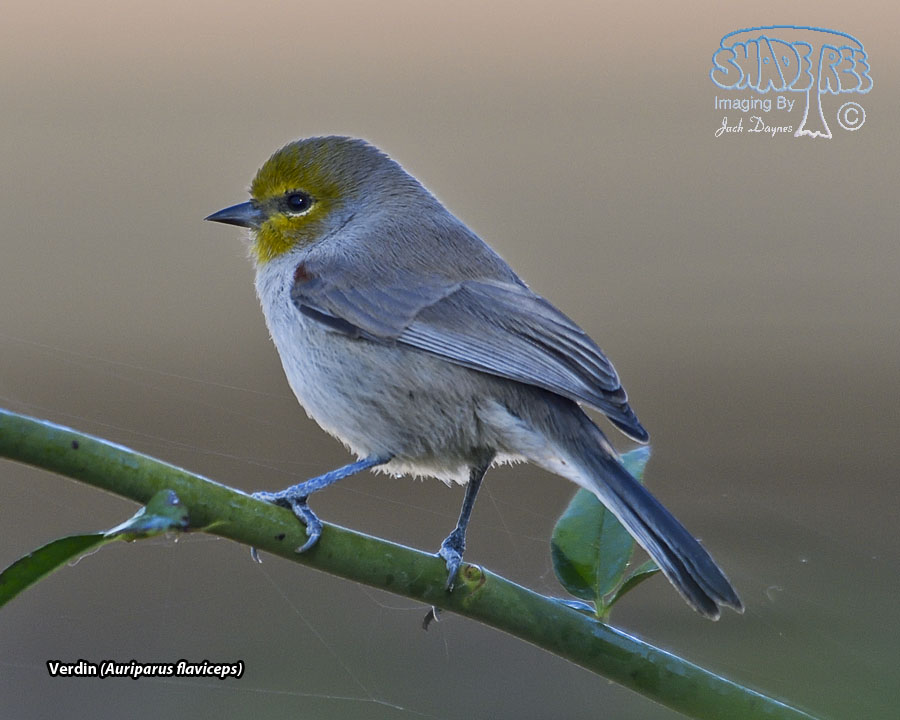 Verdin - Auriparus flaviceps