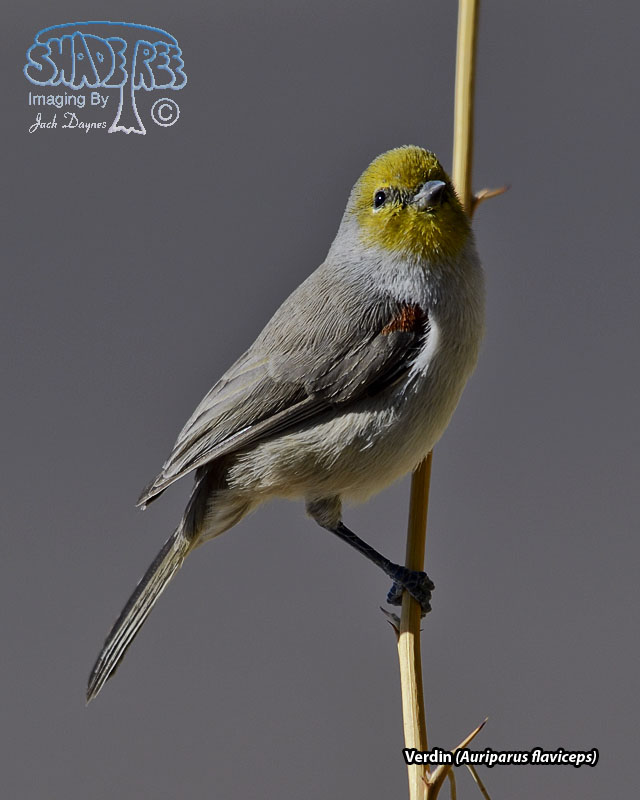 Verdin - Auriparus flaviceps