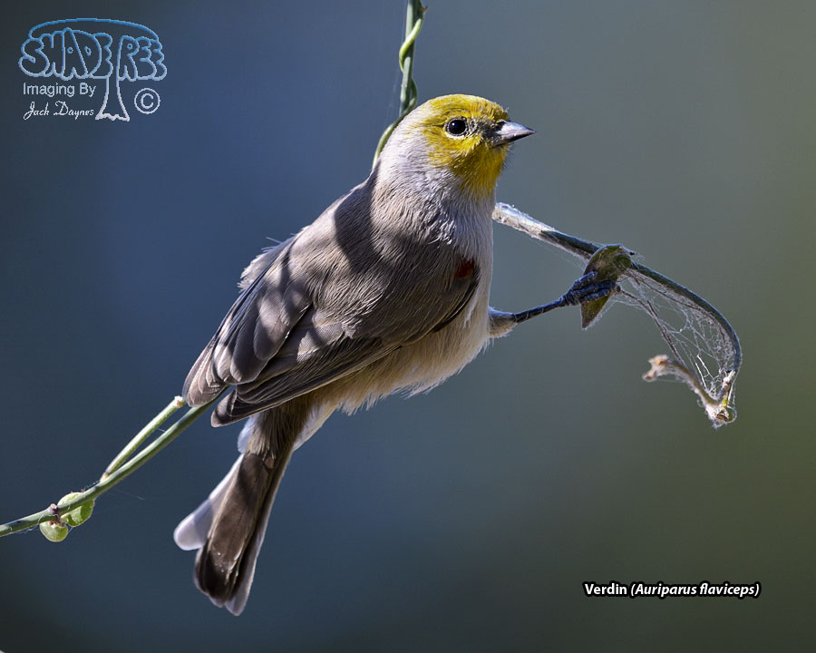 Verdin - Auriparus flaviceps