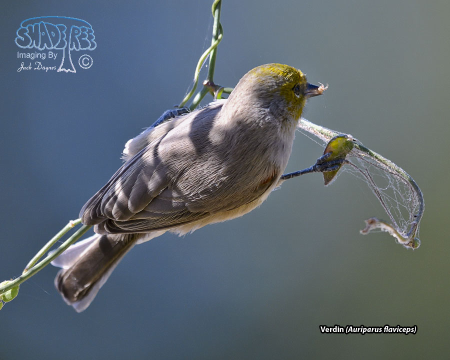 Verdin - Auriparus flaviceps
