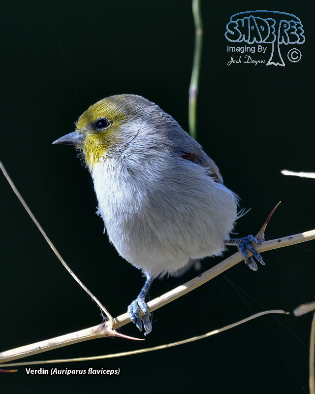 Verdin - Auriparus flaviceps