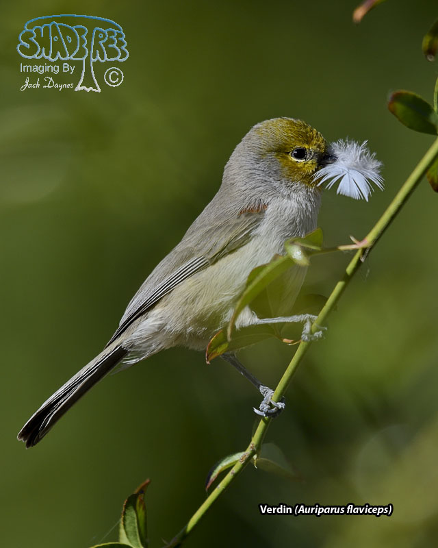 Verdin - Auriparus flaviceps