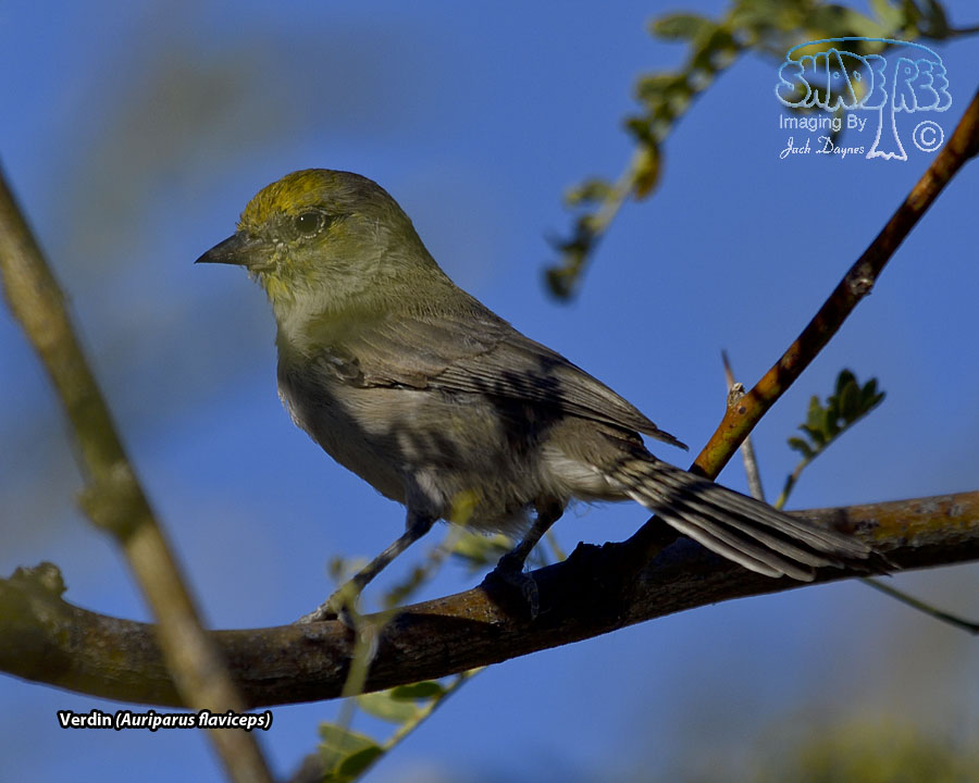 Verdin - Auriparus flaviceps