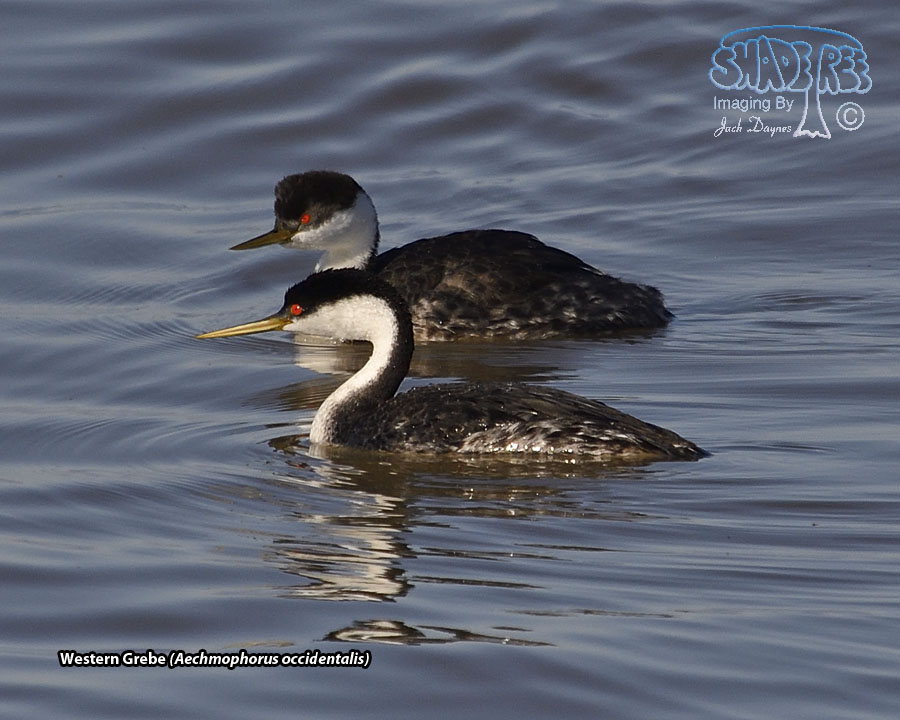 Western Grebe - Aechmophorus occidentalis