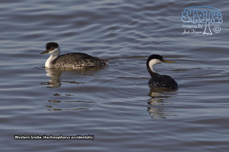 Western Grebe - Aechmophorus occidentalis