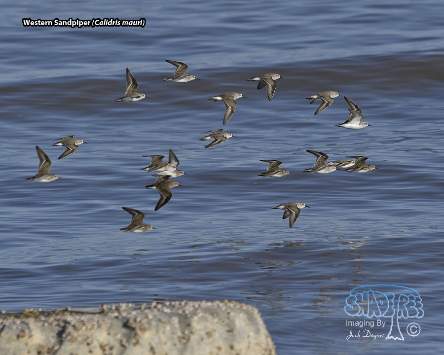 Western Sandpiper - Calidris mauri