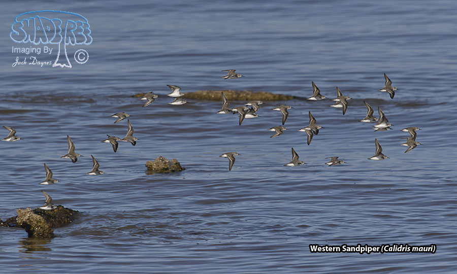 Western Sandpiper - Calidris mauri