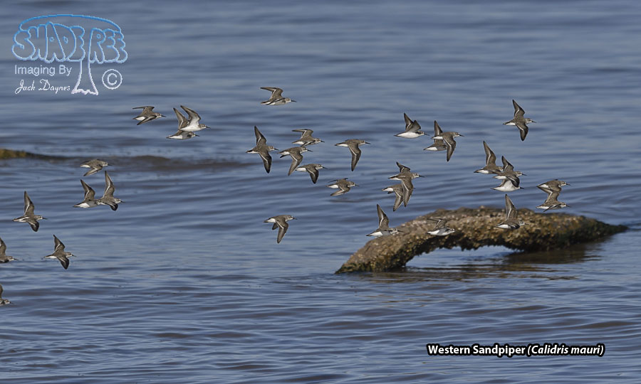 Western Sandpiper - Calidris mauri