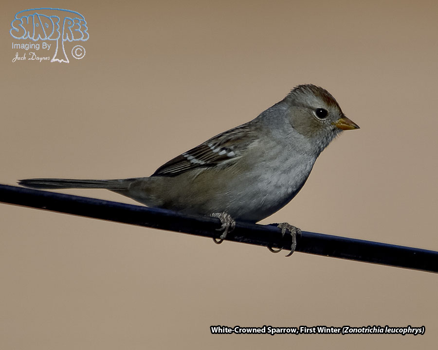 White-Crowned Sparrow - Zonotrichia leucophrys
