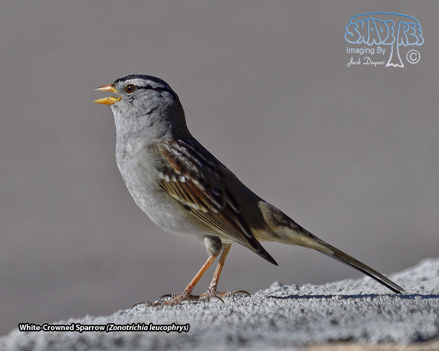 White-Crowned Sparrow - Zonotrichia leucophrys