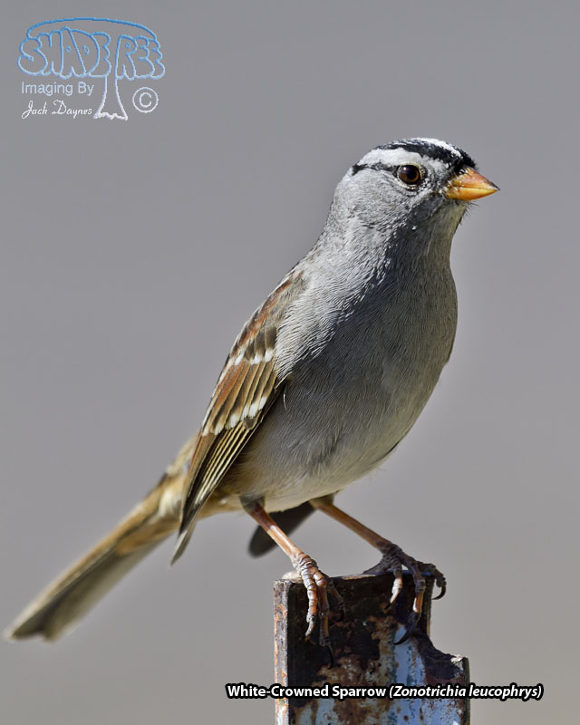 White-Crowned Sparrow - Zonotrichia leucophrys