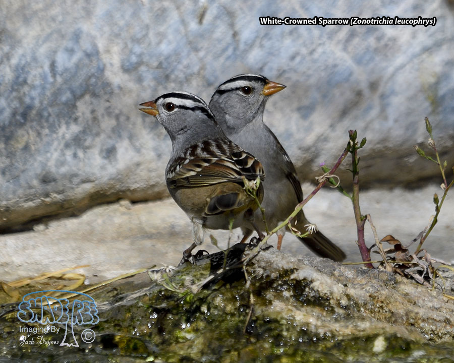 White-Crowned Sparrow - Zonotrichia leucophrys