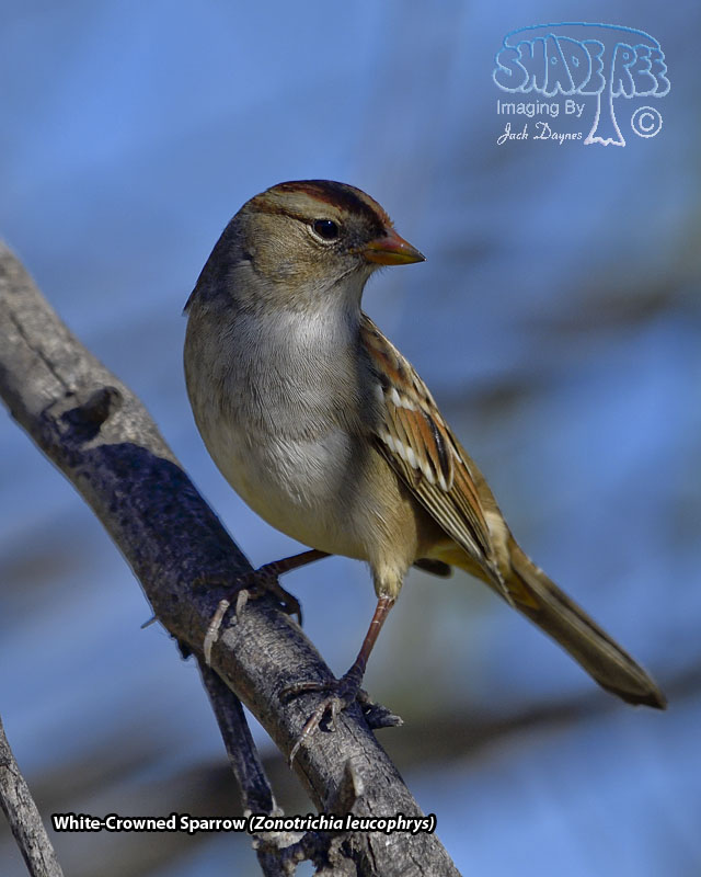 White-Crowned Sparrow - Zonotrichia leucophrys