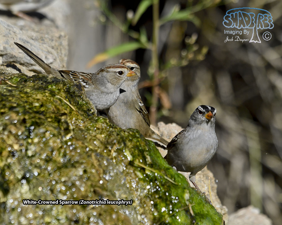 White-Crowned Sparrow - Zonotrichia leucophrys