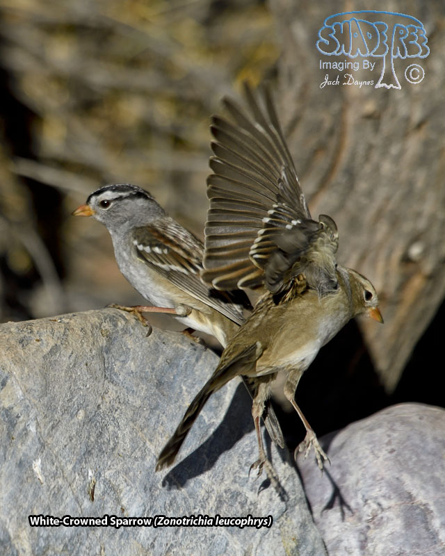 White-Crowned Sparrow - Zonotrichia leucophrys