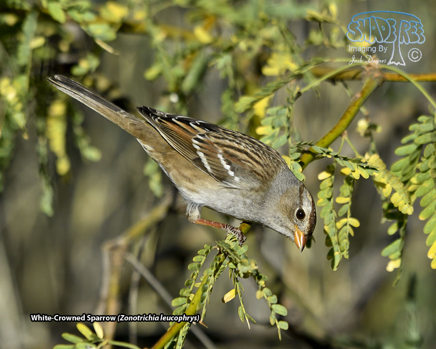 White-Crowned Sparrow - Zonotrichia leucophrys