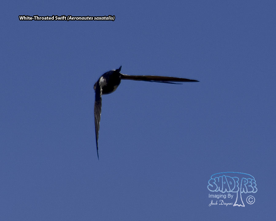 White-Throated Swift - Aeronautes saxatalis