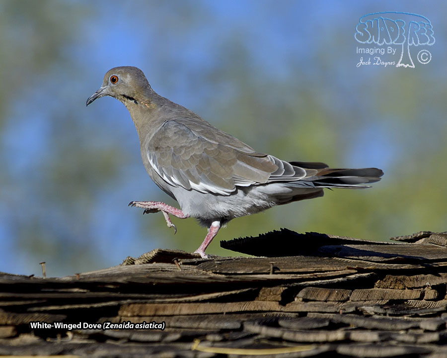 White-Winged Dove - Zenaida asiatica