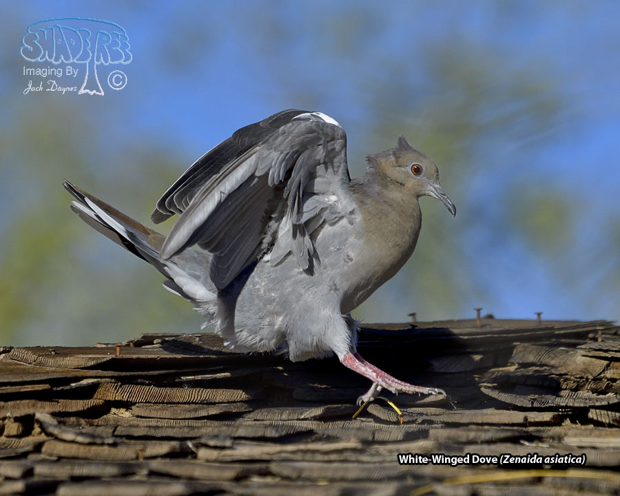White-Winged Dove - Zenaida asiatica