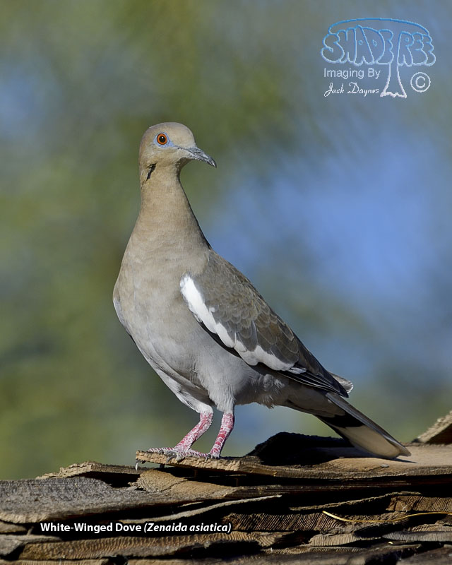 White-Winged Dove - Zenaida asiatica