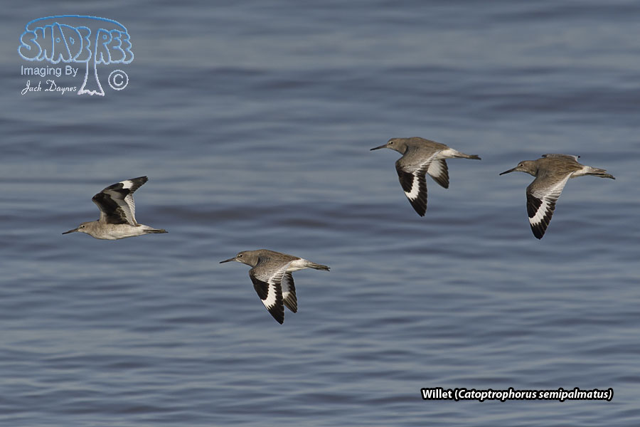 Willet - Catoptrophorus semipalmatus
