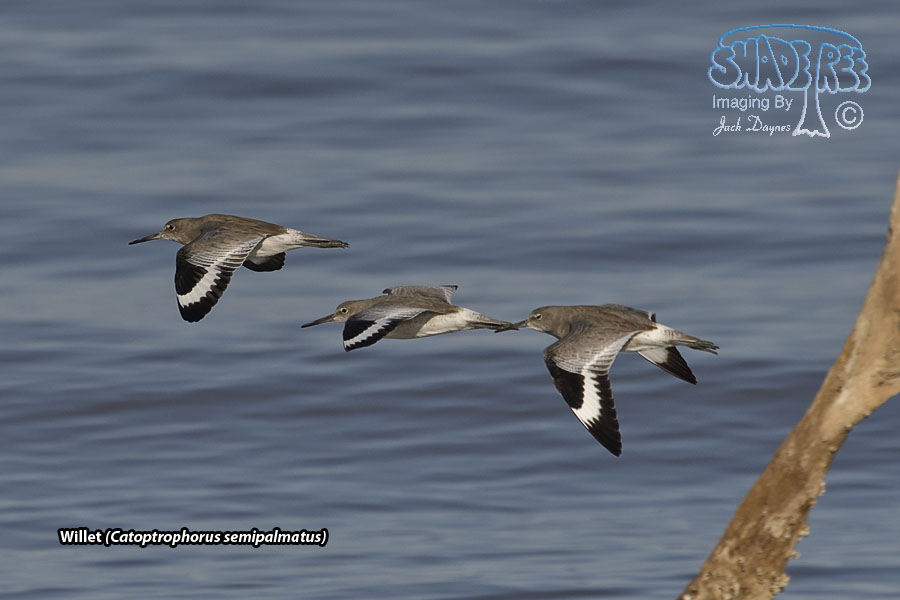 Willet - Catoptrophorus semipalmatus