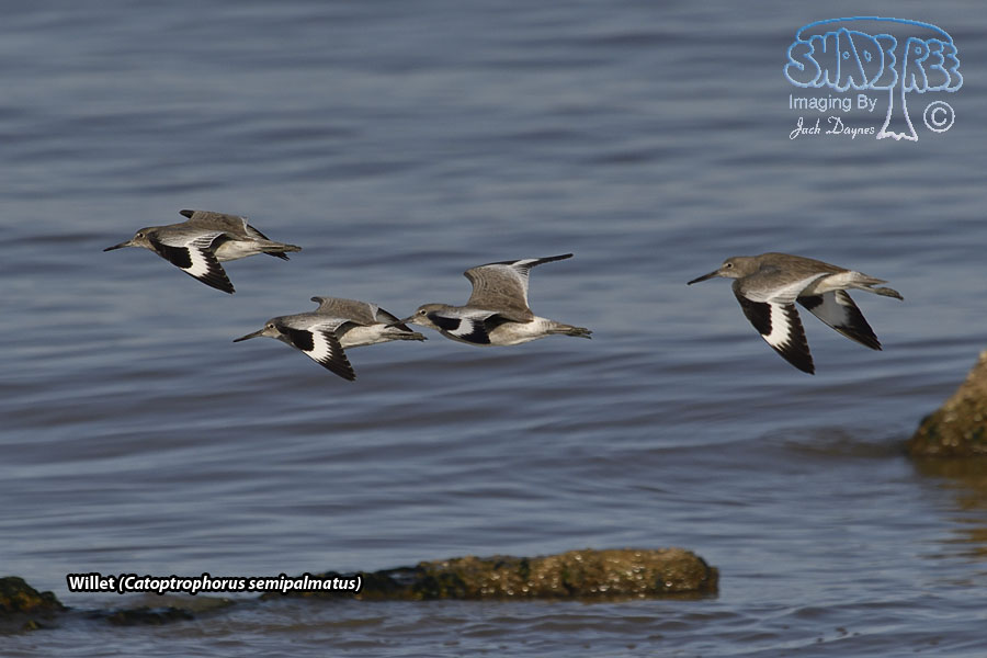 Willet - Tringa semipalmata