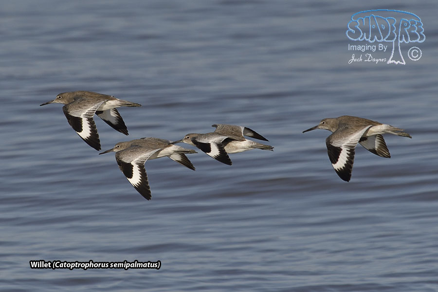 Willet - Tringa semipalmata
