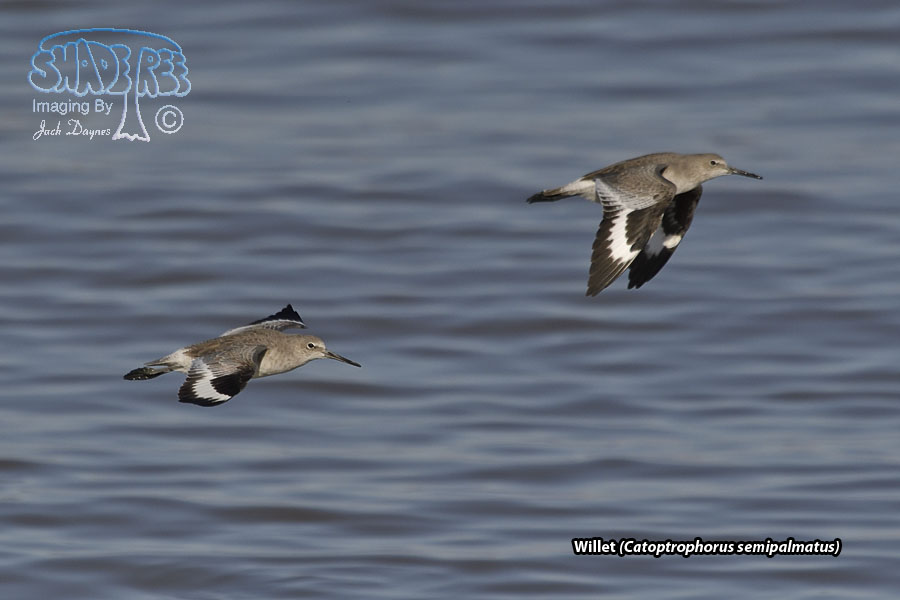 Willet - Catoptrophorus semipalmatus