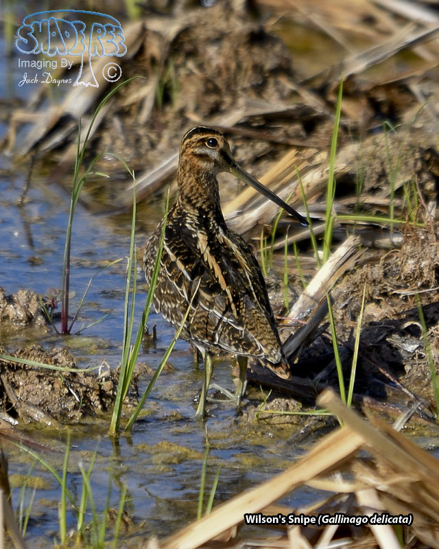 Wilson's Snipe - Gallinago delicata