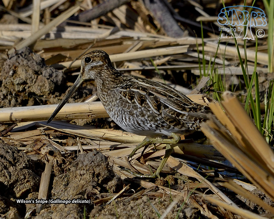 Wilson's Snipe - Gallinago delicata