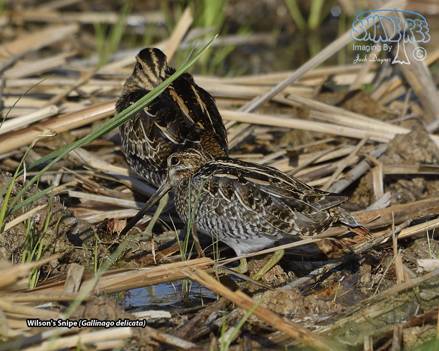 Wilson's Snipe - Gallinago delicata